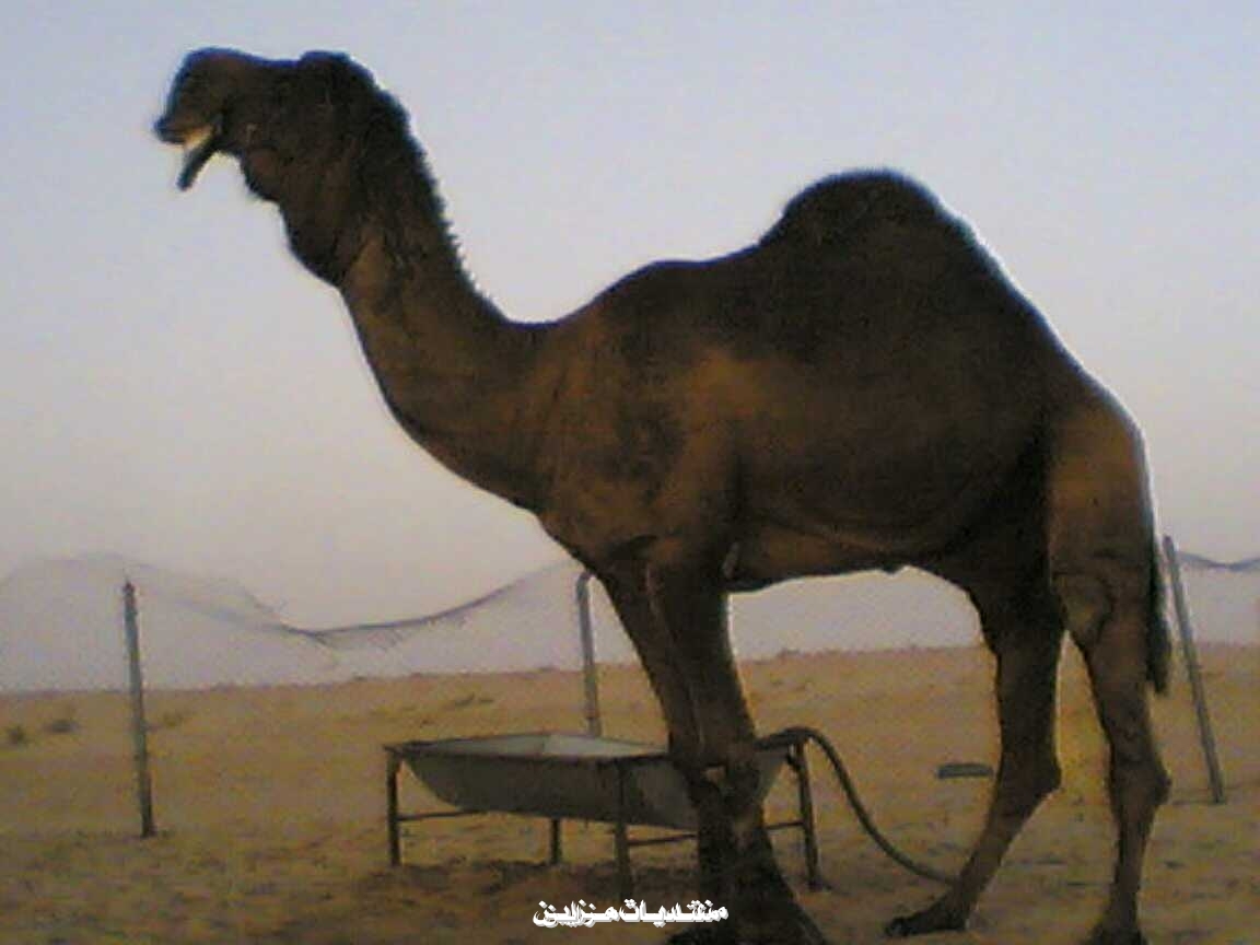    !!!!