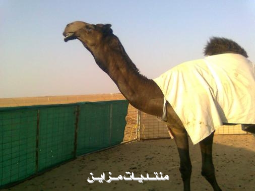 عويضان مزعل