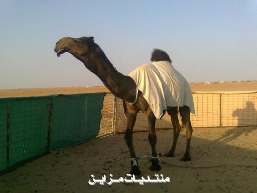 عويضان مزعل