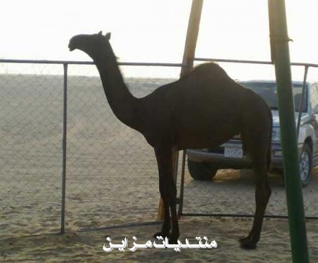 @@@@{   }@@@@