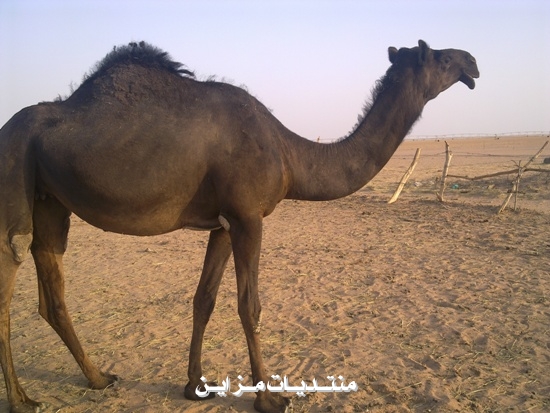 ##@@  @@##