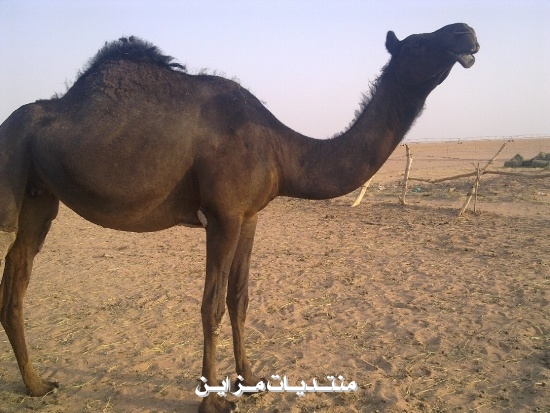 ##@@  @@##