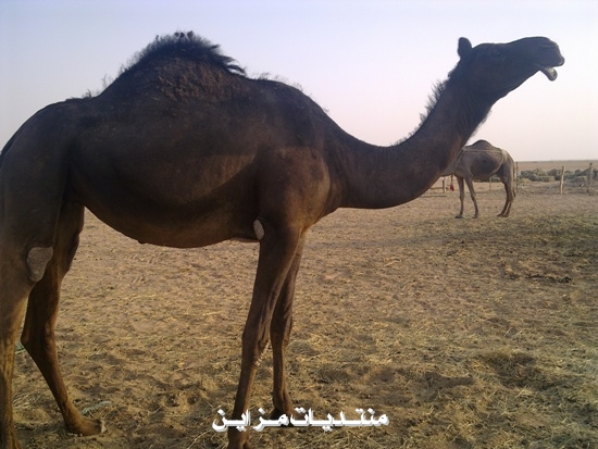 ##@@  @@##