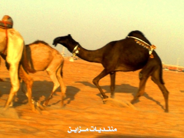 ۞۝۩  ۩۝۞