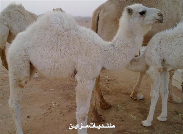 بكاري منيفه