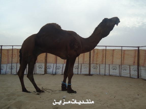 ((  