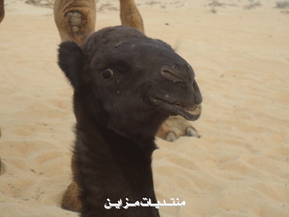 ((  