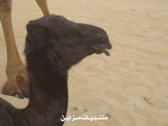((  