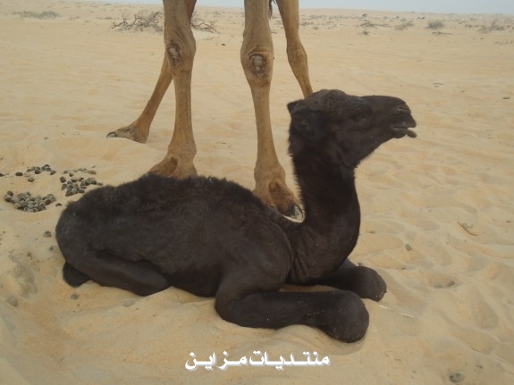 ((  
