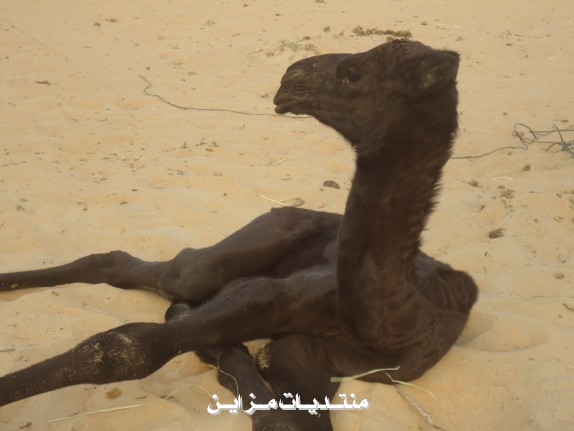 ((  