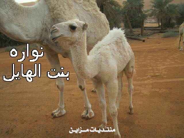 ( )  2011