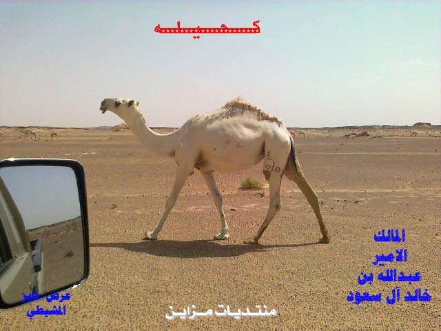 <><><><><>   / 