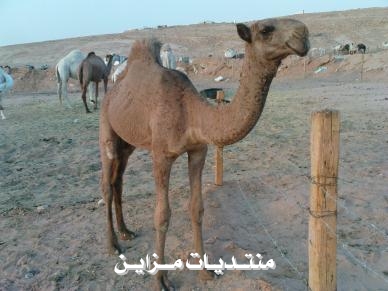   *VIP*
