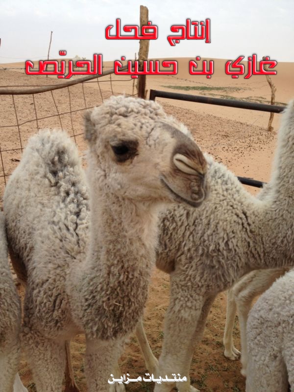 ▄▀▄▀▄▀    