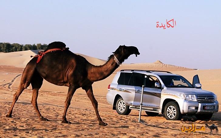 الكايدة سعدون المنصوري
