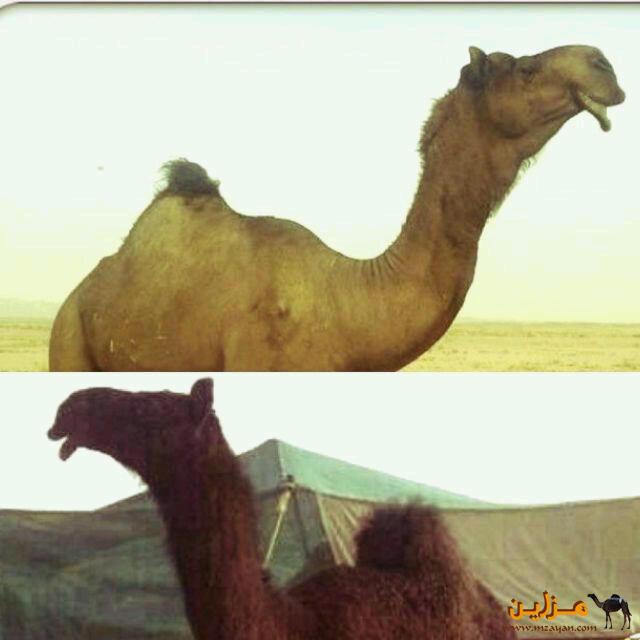 الفحل الفاااااااخر وحيداان الانتاج %%%%%
