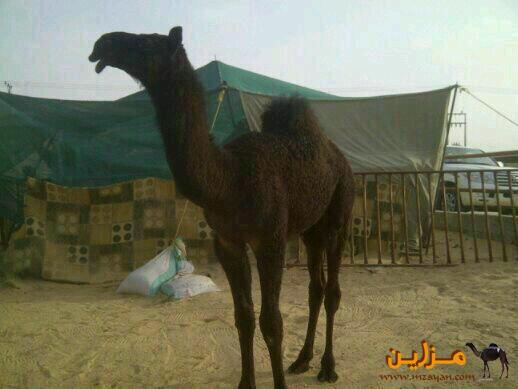 الفحل الفاااااااخر وحيداان الانتاج %%%%%