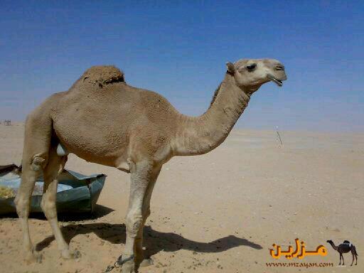 القعود الاشعل الطيب
