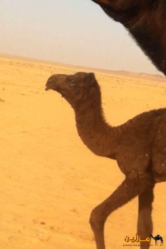  ٪٪   ٪٪