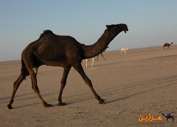 فاخر