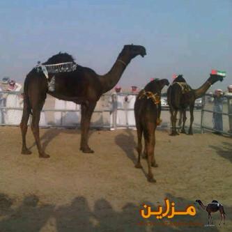 بكرة طريبيش المنصوري