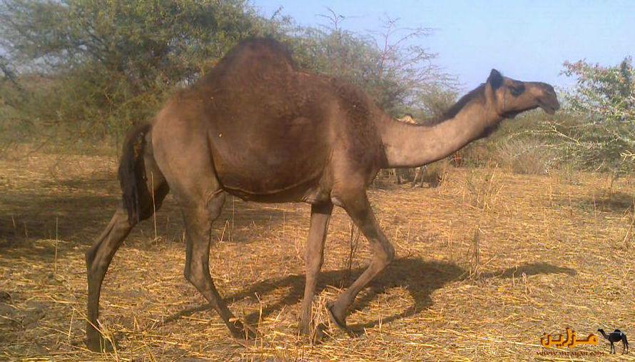 الابل الكنانيه