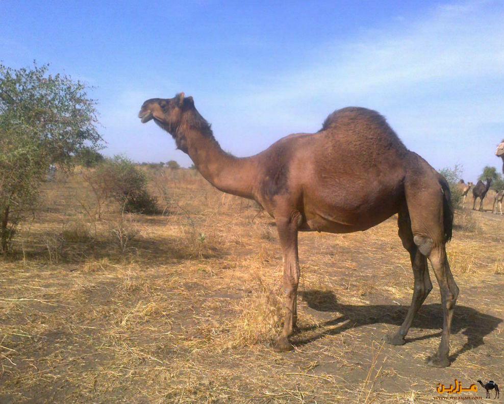 الابل الكنانيه