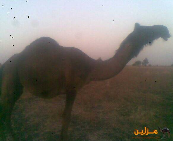 الابل الكنانيه
