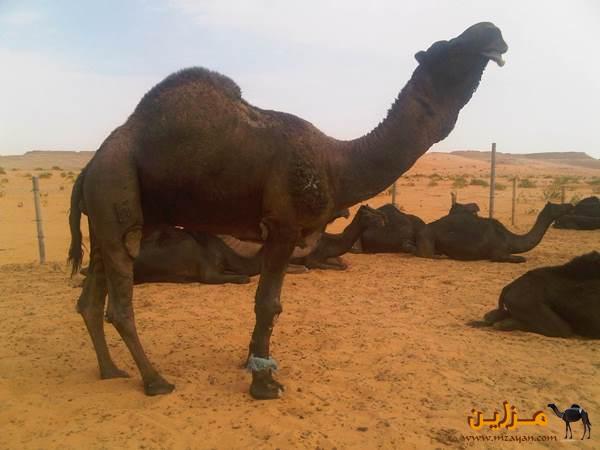 اقدم نوادر الفحول